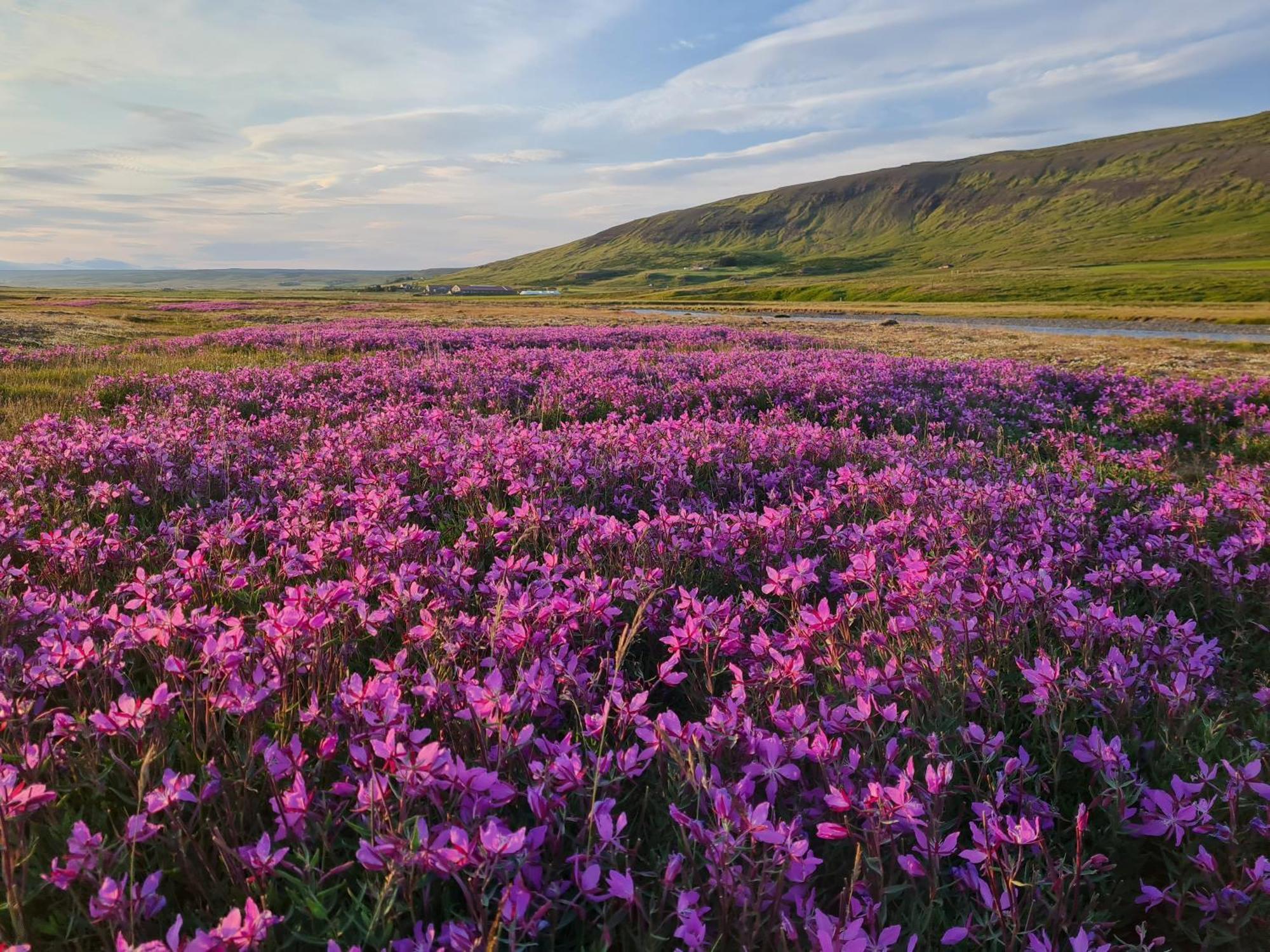 Erpsstadir Cottage Sauðafell エクステリア 写真